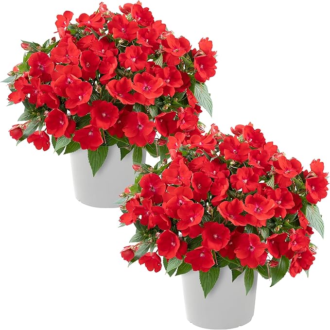Live Flowering New Guinea Impatiens - Red (2 Plants Per Pack), Beautiful Shade Flowers, 12" Tall by 5" Wide in 1 Qt Pot