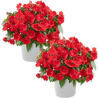Live Flowering New Guinea Impatiens - Red (2 Plants Per Pack), Beautiful Shade Flowers, 12" Tall by 5" Wide in 1 Qt Pot