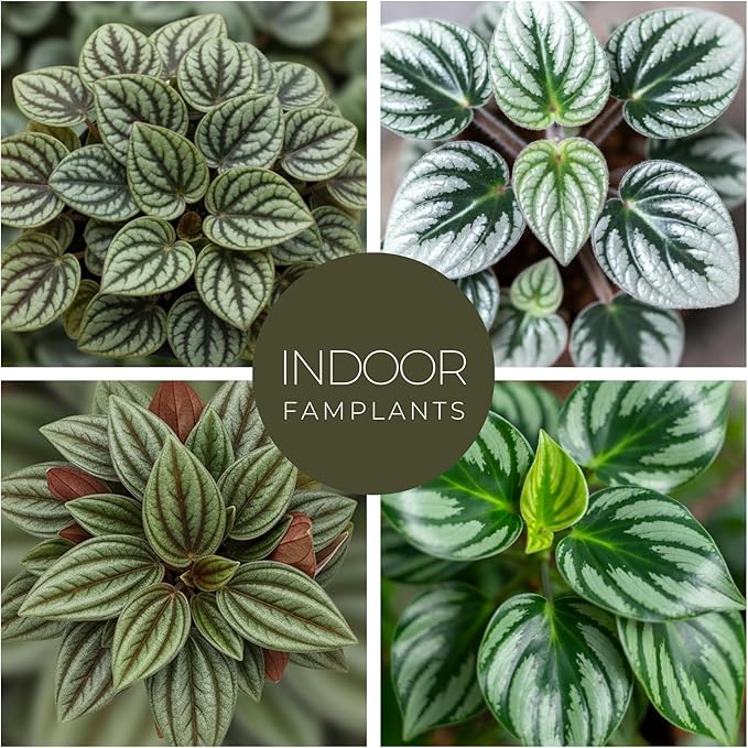 Peperomia Plant Collection (4 Pack)– Set of Rare Varieties | Watermelon, Frost, Eden Rosso & Piccolo Banda | Easy Indoor Houseplants, Live Plants for Home Decor (Peperomia Collection)