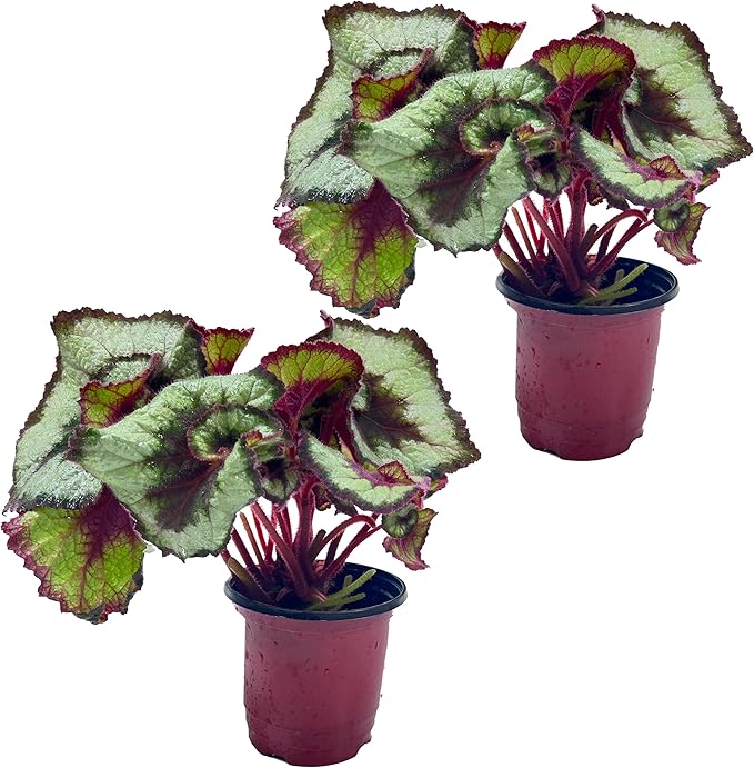 LEAL PLANTS ECUADOR Begonia Rex Escargot (Pack of 2) – Attractive Indoor Plant,Easy Care, Air-Purifying House Plant for Wellness & Home Decor, Office Desk, Unique Sustainable Gift for Plant Lovers