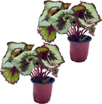LEAL PLANTS ECUADOR Begonia Rex Escargot (Pack of 2) – Attractive Indoor Plant,Easy Care, Air-Purifying House Plant for Wellness & Home Decor, Office Desk, Unique Sustainable Gift for Plant Lovers