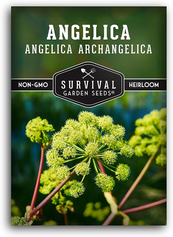 Angelica Seeds for Planting - Medicinal Herb Garden Seed to Grow Angelica Archangelica - Edible Traditional Healing Herb, Biennial Plant - Survival Garden Seeds (1 Pack)