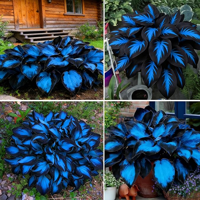 Hosta Seeds for Planting, 195+pcs Rare Perennial Hosta Flower Seeds Plants, Non-GMO Heirloom Long Blooming Plants Shaded Entry Pathway Flowers for Garden Outdoors