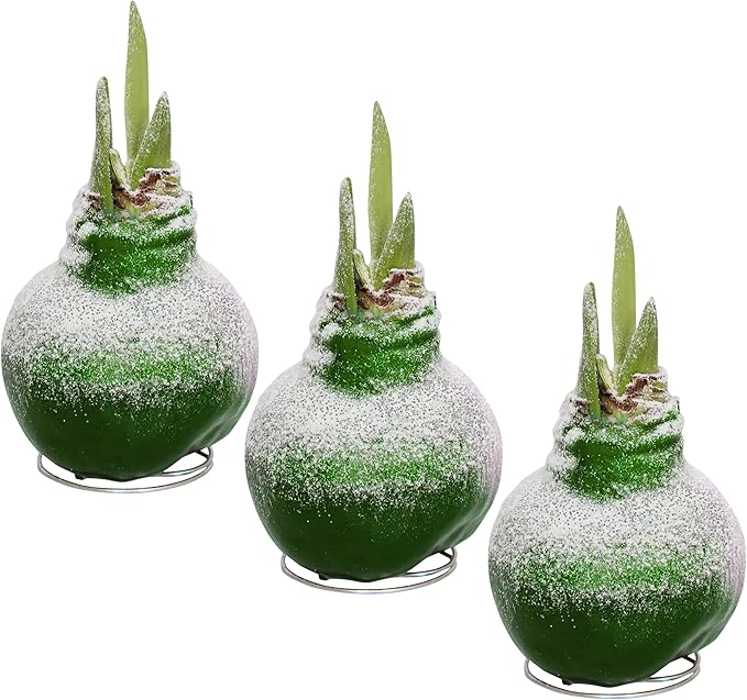 Snow Flecked Waxed Amaryllis Bulb 3-Pack – Green Wax with Red Blooms – Live Holiday Gift Plant, Easy Care, No Watering Needed
