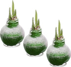 Snow Flecked Waxed Amaryllis Bulb 3-Pack – Green Wax with Red Blooms – Live Holiday Gift Plant, Easy Care, No Watering Needed