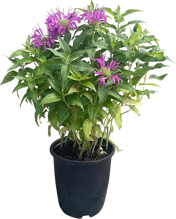 Live Bee Balm (Monarda) - Purple, Attracts Butterflies and Hummingbirds, Natural Pollinator, 10" Tall by 6" Wide in 2.5 Qt Pot