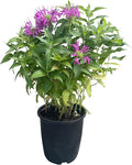 Live Bee Balm (Monarda) - Purple, Attracts Butterflies and Hummingbirds, Natural Pollinator, 10" Tall by 6" Wide in 2.5 Qt Pot
