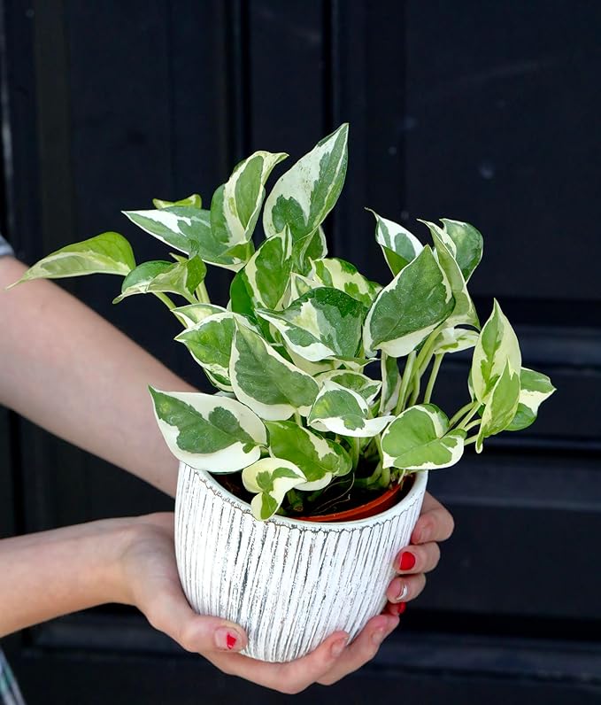 PLANTVERS Live Pearls and Jade Pothos in a 3" Nursery Pot | Low Light Variegated Houseplants | Air Purifying Indoor Plants | Vining Office Plants