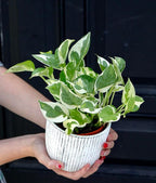 PLANTVERS Live Pearls and Jade Pothos in a 3" Nursery Pot | Low Light Variegated Houseplants | Air Purifying Indoor Plants | Vining Office Plants