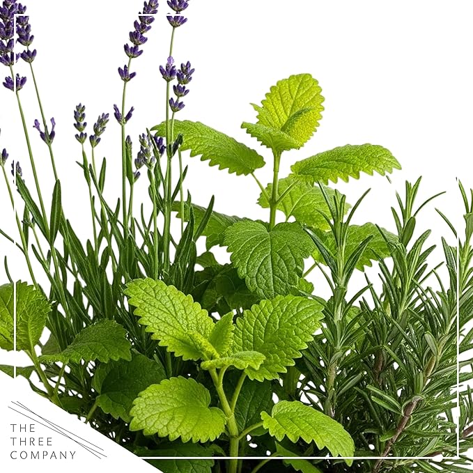 Live Aromatic and Healthy Herb Combo in Deco Cover - Sleep Aid, Combo Includes Lavender, Rosemary, and Lemon Balm, 12" Tall by 6" Wide in 1.25 Quart Pot