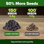HOME GROWN Chocolate Cherry Sunflower Seeds – 150 Heirloom Non-GMO Seeds – Burgundy Sunflowers for Planting – Tall Garden Flowers that Attract Pollinators & Butterflies (Helianthus annuus)