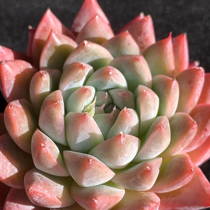 FWPP Succulents Plants Live Echeveria Beauty,Mini Succulents Red 3 inches Mini Succulents,Bare Root Without Pot,Succulent Plant Live Decoration Plant Gifts