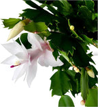 Thanksgiving Cactus, Live Indoor Plant, Flowering Houseplant, Christmas Cactus, Pink White Seasonal Blooms, 4-Inch Pot, Pet Safe Holiday Decor, Free Heat Pack