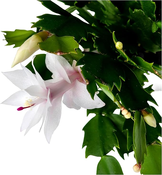 Thanksgiving Cactus, Live Indoor Plant, Flowering Houseplant, Christmas Cactus, Pink White Seasonal Blooms, 4-Inch Pot, Pet Safe Holiday Decor, Free Heat Pack