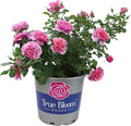 Fresh Roses for Delivery Prime, Pink Roses Live Rose Bush Plants, Indoor Rose Plant Lover Gifts, Fresh Flowers for Delivery Prime, Potted Rose Plant Live Plants, Live Outdoor Plants by Plants for Pets