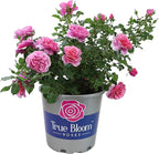Fresh Roses for Delivery Prime, Pink Roses Live Rose Bush Plants, Indoor Rose Plant Lover Gifts, Fresh Flowers for Delivery Prime, Potted Rose Plant Live Plants, Live Outdoor Plants by Plants for Pets