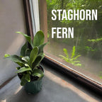 Staghorn Ferns Live Plants in 4" Pot - Ferns Live Plants Outdoor Indoor - Pet Safe Houseplants Flowers for Home Office Wedding Decor & Birthday Gift (Heat Pack Included)