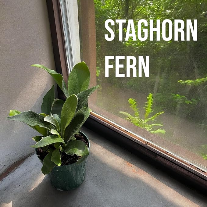 Staghorn Ferns Live Plants in 4" Pot - Ferns Live Plants Outdoor Indoor - Pet Safe Houseplants Flowers for Home Office Wedding Decor & Birthday Gift (Heat Pack Included)