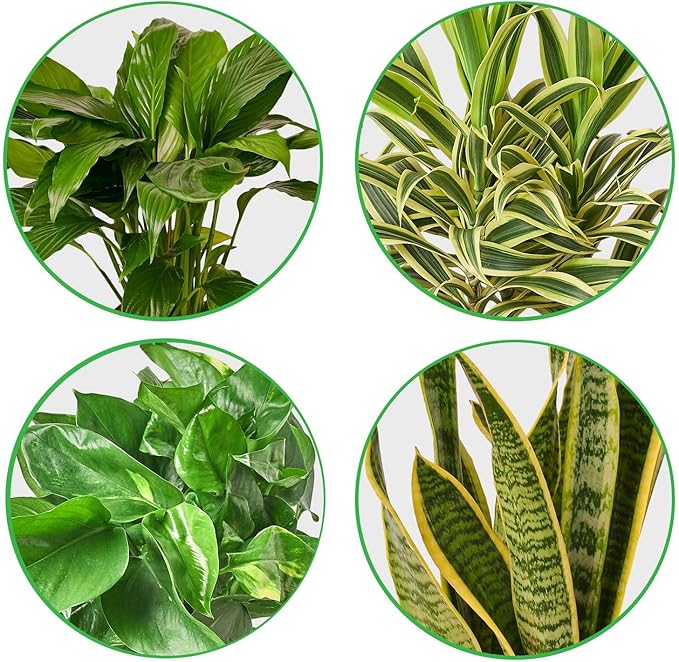 Air Purifying Live Plants for Indoor | Different Houseplants in Multiple Sizes | Real House Plant for Living Room, Office, Desk & Bathroom