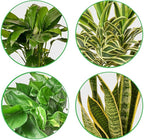 Air Purifying Live Plants for Indoor | Different Houseplants in Multiple Sizes | Real House Plant for Living Room, Office, Desk & Bathroom