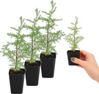 My Shelfie – Arizona Cypress Bonsai Starter Tree (Cupressus arizonica), Live Evergreen Plant for Indoor or Outdoor Bonsai Forest Garden, Home & Living Room Décor (3)