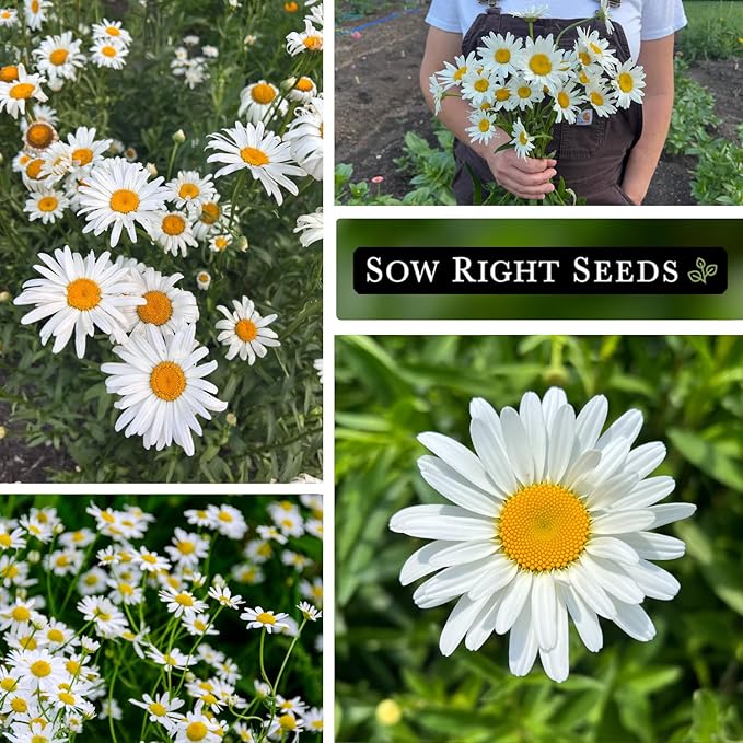 Sow Right Seeds - Shasta Daisy Seeds for Planting - Perennial Shasta Alaska Daisies - Non-GMO Heirloom Variety - Ideal for Outdoor Gardens - Easy to Grow - Drought Tolerant - Attracts Pollinators (1)