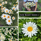 Sow Right Seeds - Shasta Daisy Seeds for Planting - Perennial Shasta Alaska Daisies - Non-GMO Heirloom Variety - Ideal for Outdoor Gardens - Easy to Grow - Drought Tolerant - Attracts Pollinators (4)