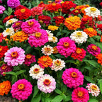 Rare Perennial 500 Pcs Mixed Red Yellow Pink Zinnia - California Giant Flower Seeds Bonsai Decoration-Non GMO Heirloom
