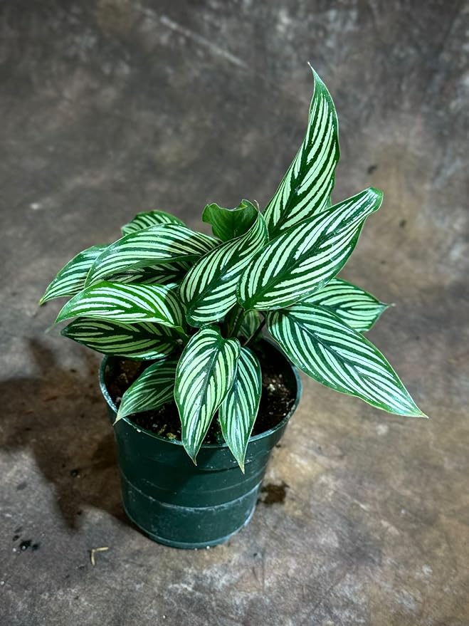 PLANTVERS Live Calathea Plant – Easy Care & Low Maintenance Tropical Houseplant – Air Purifying Indoor Plant for Low Light & Home Décor (Calathea Vittata 4" Grow Pot, 4" Grow Pot)