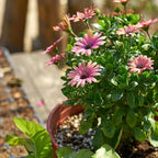 African Daisy Seeds for Planting, 148pcs Osteospermum Daisy Seeds Non-GMO Heirloom Perennial Rare Colorful Flower Plants, Open Pollinated Beauty Home Garden Flowers for Outdoors