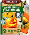 HOME GROWN Pumpkin Seeds for Planting - 5 Variety Mix - 40 Seeds - Heirloom Non GMO USA - Vegetable Garden - Edible & Jack O Lanterns - Connecticut Field Blue White Mini - Autumn Harvest