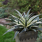 Snow Leopard Mangave, Live Plant in 3" Grower Pot, Easy Care, Houseplant.