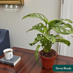 Monstera Swiss Cheese | Live Monstera Adansonii Plant in 6" Pot, Indoor Tropical Houseplant, Easy Care, Low Maintenance, Climbing or Trailing Vine