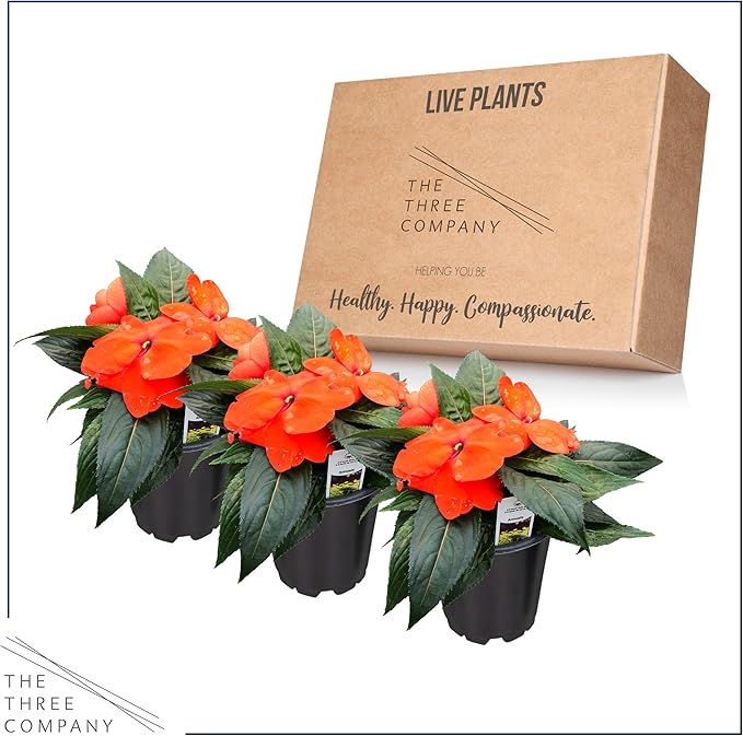 Live New Guinea Impatiens Plant - Shades of Orange (3 Plants Per Pack) - Beautiful Flowering Shade Flowers - 12" Tall by 5" Wide in 1 Qt Pot (Pack of 2)