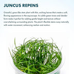 SubstrateSource Live Plant - Juncus Repens Tissue Culture Aquatic Live Aquarium Plant - 100% Snail Free in Vitro Cup (Juncus Repens)
