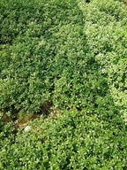 500+ Golden Purslane Seeds Portulaca Sativa Leafy Vegetables Garden Plant