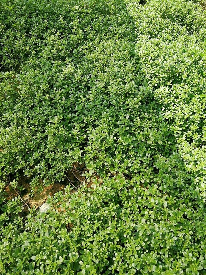 500+ Golden Purslane Seeds Portulaca Sativa Leafy Vegetables Garden Plant
