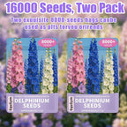 Delphinium Seeds for Planting - 16000+ Mixed Color Rocket Larkspur Seeds Plant Outside, Non-GMO, Perennial Garden Wildflower, Consolida ajacis(2 Pack)