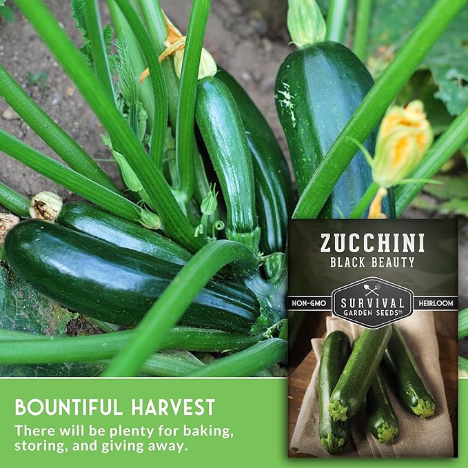 Survival Garden Seeds - Black Beauty Zucchini Seed for Planting - 5 Packs with Instructions to Plant & Grow Dark Green Summer Squash Plants in Your Home Vegetable Garden - Non-GMO Heirloom Variety
