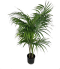 Kentia Palm - Live Plant in an 10 Inch Growers Pot - Howea Forsteriana - Beautiful Clean Air Indoor Outdoor Houseplant