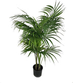 Kentia Palm - Live Plant in an 10 Inch Growers Pot - Howea Forsteriana - Beautiful Clean Air Indoor Outdoor Houseplant