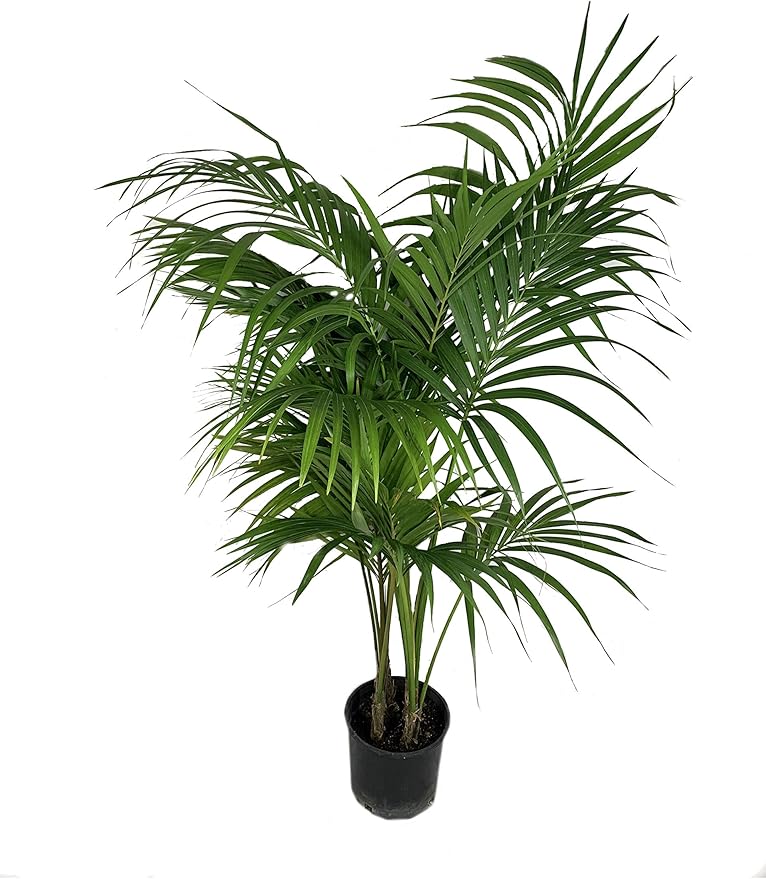 Kentia Palm - Live Plant in an 10 Inch Growers Pot - Howea Forsteriana - Beautiful Clean Air Indoor Outdoor Houseplant