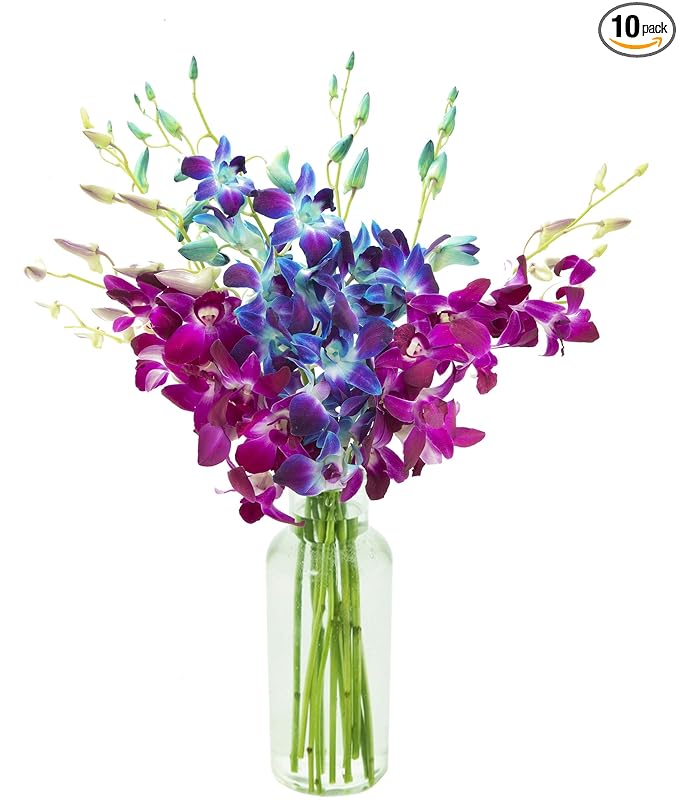 KaBloom - Midnight in the Tropics Bouquet of Blue and Purple Orchids from Thailand with Vase - Fresh Flowers for Birthday, Valentine's & Mother's Day