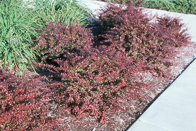 Crimson Pygmy Dwarf Barberry - Live Plant - (1 QT)