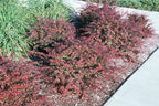 Crimson Pygmy Dwarf Barberry - Live Plant - (1 QT)