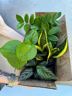 PLANTVERS Set of 4 Assorted Indoor Plants in 4" Grow Pots – Live Houseplants – Easy Care Houseplants - Low Light & Air Purifying Decorative Plants