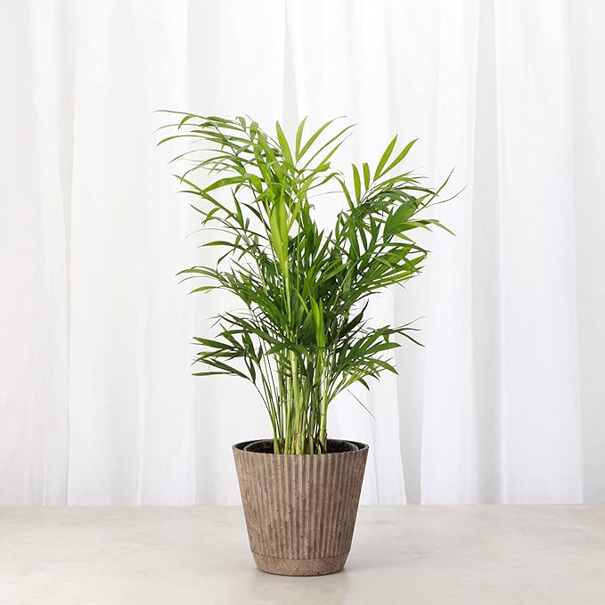 Thorsen's Greenhouse Parlor Palm Plant, Live Indoor Plant, Neanthe Bella Palm, Natural Air Purifier, Easy to Grow, Pet Safe Plant, 4-inch Diameter Pot (Coffee)