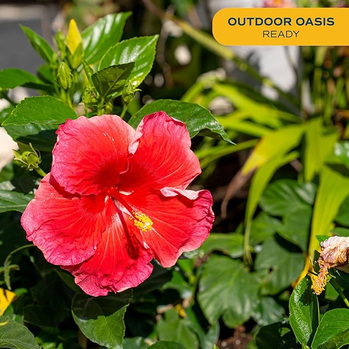Costa Farms Premium Hibiscus Outdoor Flowering Plants 1 Gallon, Grower Pot, 16-Inches Tall, Pink Flowers