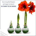 Snow Flecked Waxed Amaryllis Bulb – Green Wax with Red Blooms – Live Holiday Gift Plant, Easy Care, No Watering Needed