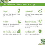 Dieffenbachia Camille Live Plant for Indoor | Different Houseplants in 3'' Pot | Real House Plant for Living Room, Office, Desk & Bathroom | Cane | Camille